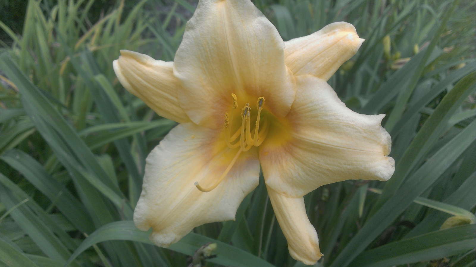 Daylily